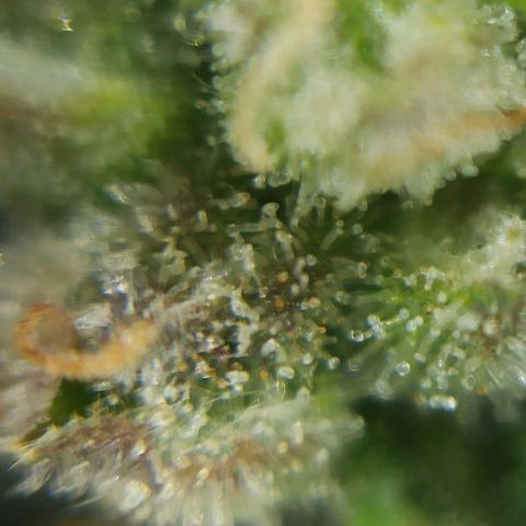 Sweet ZZ growlog timeline photo