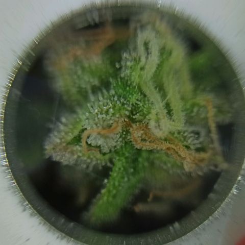 Sweet ZZ growlog timeline photo