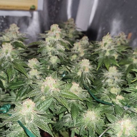 Sweet ZZ growlog timeline photo