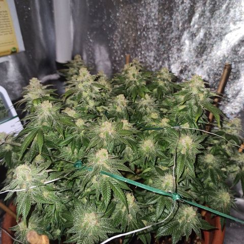 Sweet ZZ growlog timeline photo