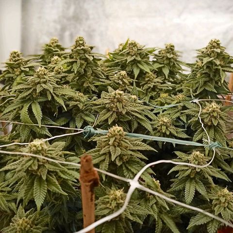 Sweet ZZ growlog timeline photo