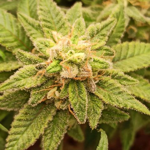 Sweet ZZ growlog timeline photo