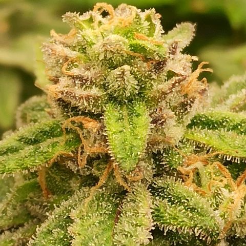 Sweet ZZ growlog timeline photo