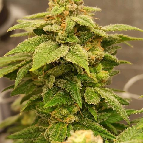 Sweet ZZ growlog timeline photo