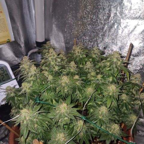 Sweet ZZ growlog timeline photo