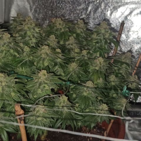 Sweet ZZ growlog timeline photo