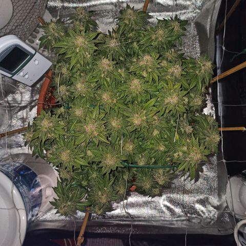 Sweet ZZ growlog photo: Flush concluído, pH do runoff de 6.3.
Limpeza da estufa, desinfecção e nova disposição de equipamentos