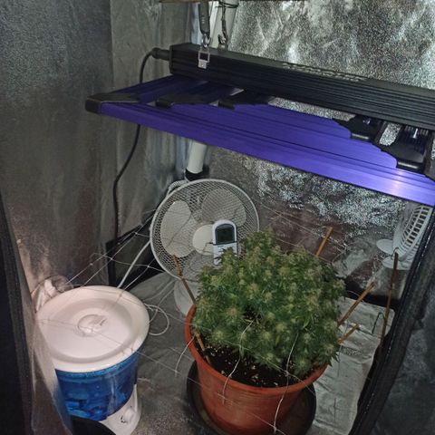 Sweet ZZ growlog photo: Flush concluído, pH do runoff de 6.3.
Limpeza da estufa, desinfecção e nova disposição de equipamentos