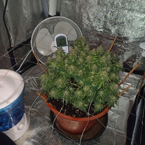 Sweet ZZ growlog photo: Flush concluído, pH do runoff de 6.3.
Limpeza da estufa, desinfecção e nova disposição de equipamentos