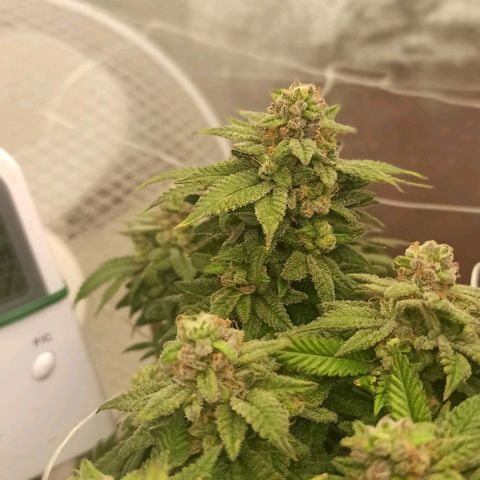 Sweet ZZ growlog timeline photo