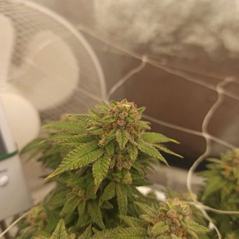 Sweet ZZ growlog timeline photo