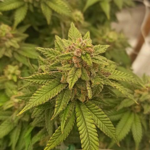 Sweet ZZ growlog timeline photo