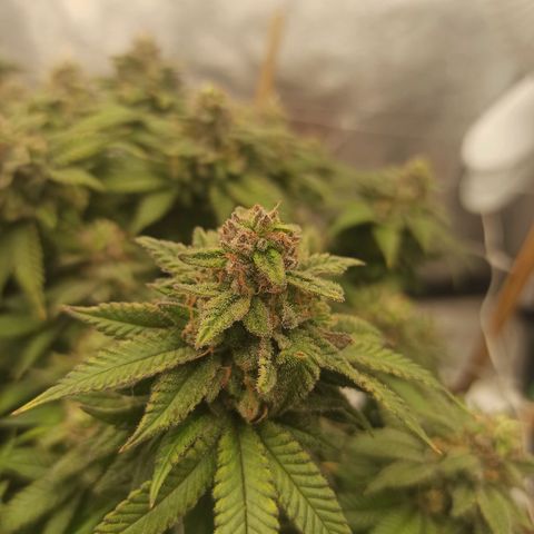 Sweet ZZ growlog timeline photo