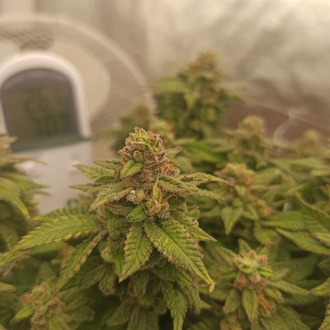 Sweet ZZ growlog timeline photo