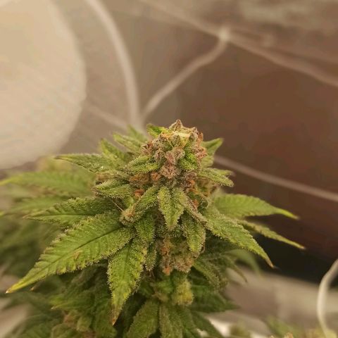 Sweet ZZ growlog timeline photo