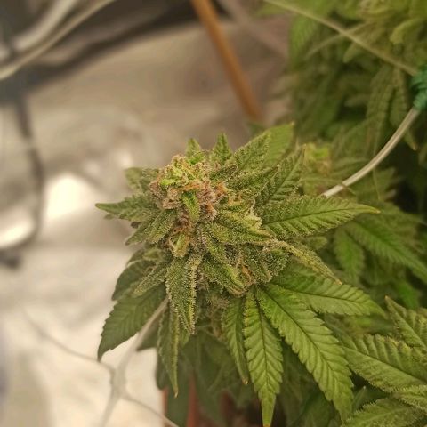 Sweet ZZ growlog timeline photo