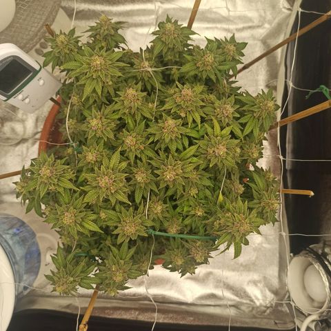 Sweet ZZ growlog timeline photo