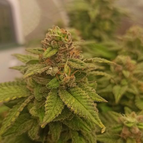 Sweet ZZ growlog timeline photo