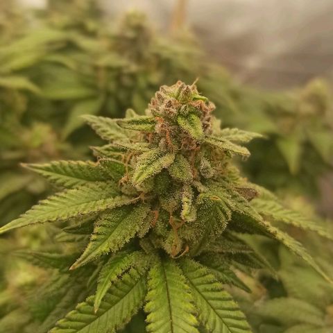 Sweet ZZ growlog timeline photo