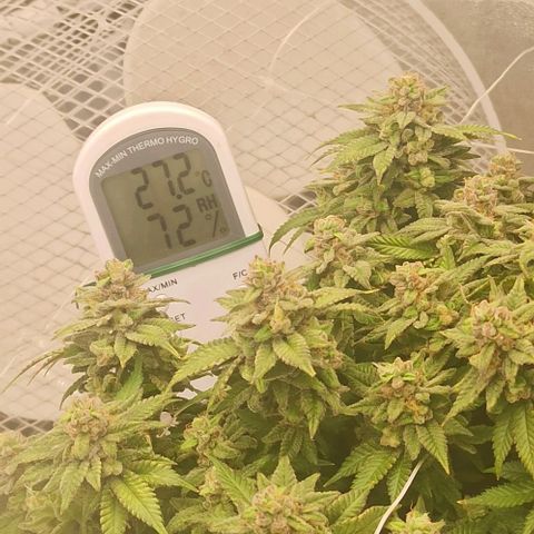 Sweet ZZ growlog timeline photo