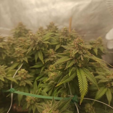 Sweet ZZ growlog timeline photo