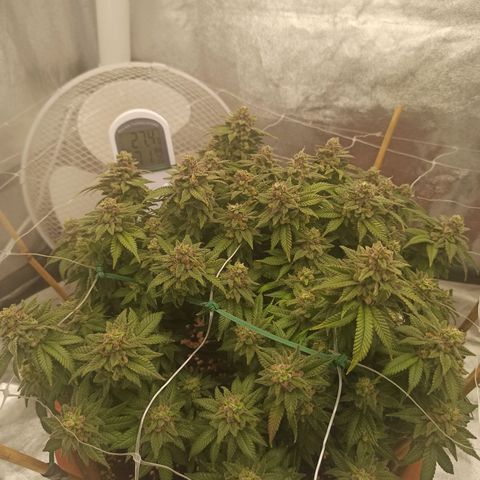 Sweet ZZ growlog timeline photo