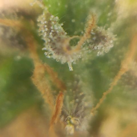 Sweet ZZ growlog timeline photo