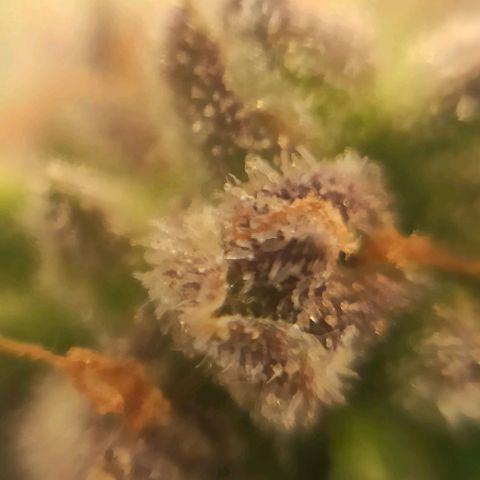 Sweet ZZ growlog timeline photo