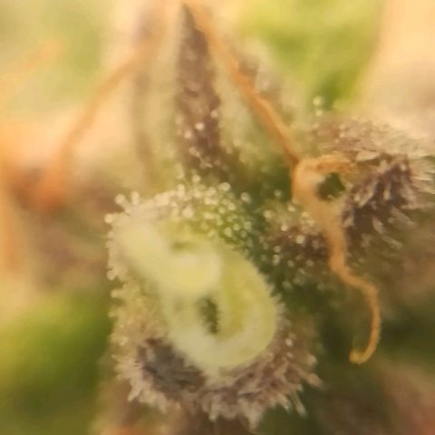 Sweet ZZ growlog timeline photo