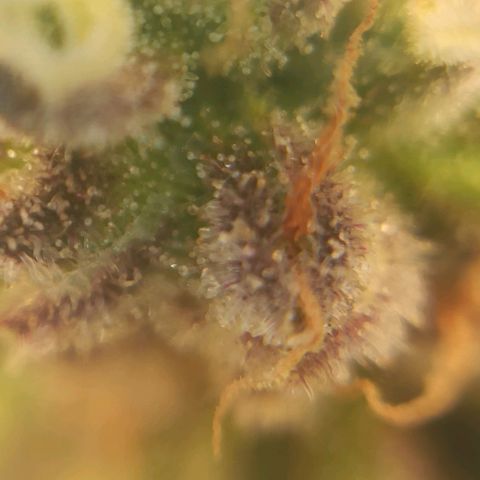 Sweet ZZ growlog timeline photo