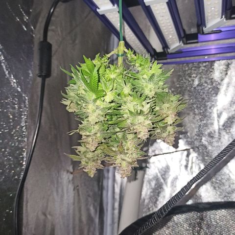 Sweet ZZ growlog timeline photo