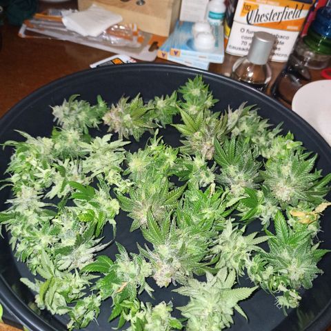 Sweet ZZ growlog timeline photo