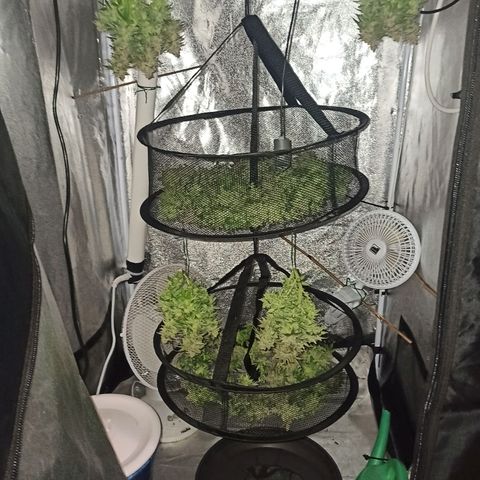 Sweet ZZ growlog timeline photo