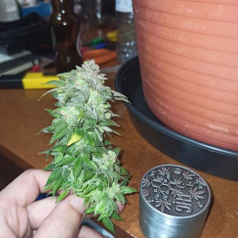 Sweet ZZ growlog timeline photo