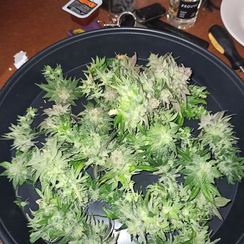 Sweet ZZ growlog timeline photo