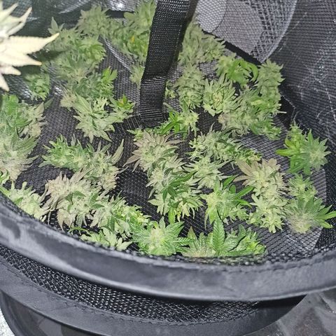 Sweet ZZ growlog timeline photo