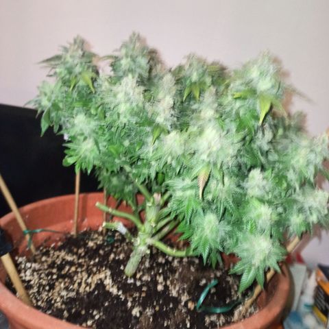 Sweet ZZ growlog timeline photo