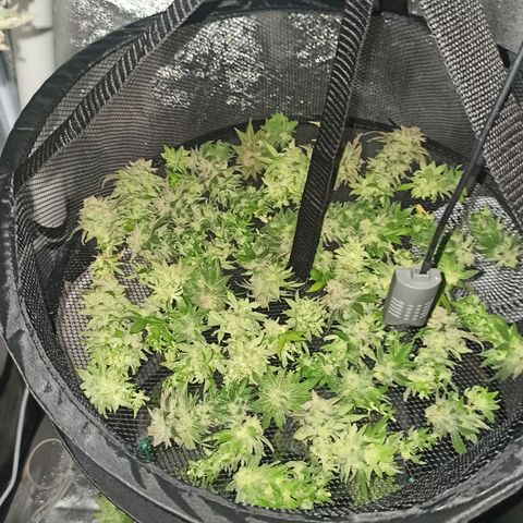 Sweet ZZ growlog timeline photo