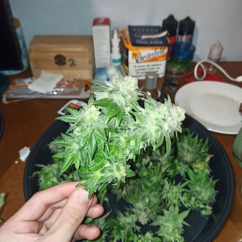 Sweet ZZ growlog timeline photo