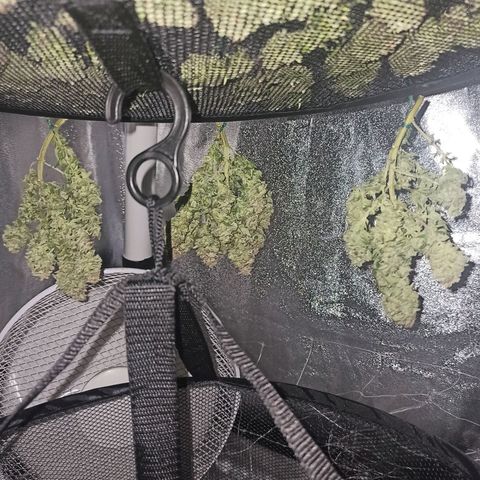 Sweet ZZ growlog timeline photo