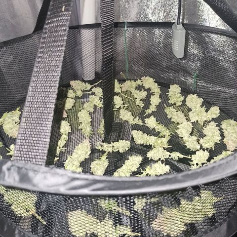 Sweet ZZ growlog timeline photo