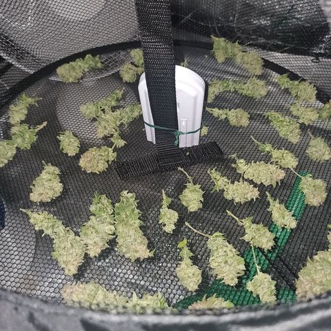 Sweet ZZ growlog timeline photo