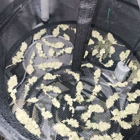 Sweet ZZ growlog timeline photo