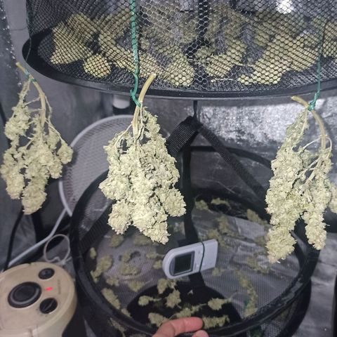 Sweet ZZ growlog timeline photo