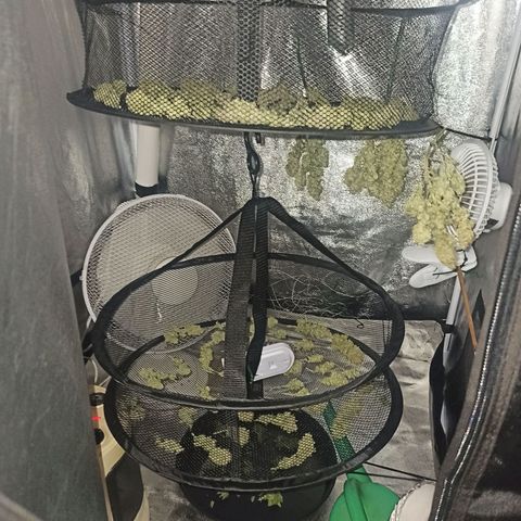 Sweet ZZ growlog timeline photo