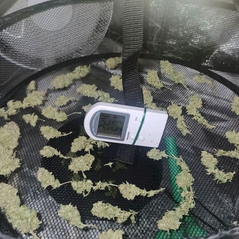 Sweet ZZ growlog timeline photo