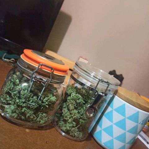 Sweet ZZ growlog photo: Início do processo de cura