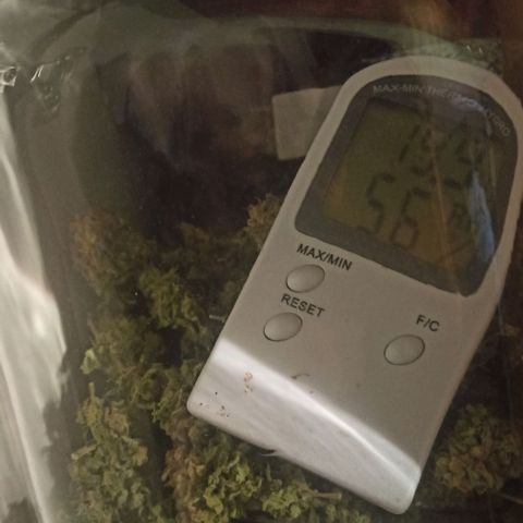 Sweet ZZ growlog timeline photo