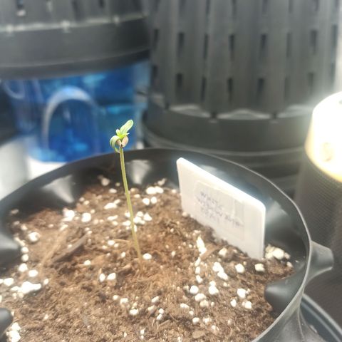 White Widow Automatic #1 growlog timeline photo