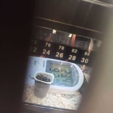 White Widow Automatic #2 growlog timeline photo